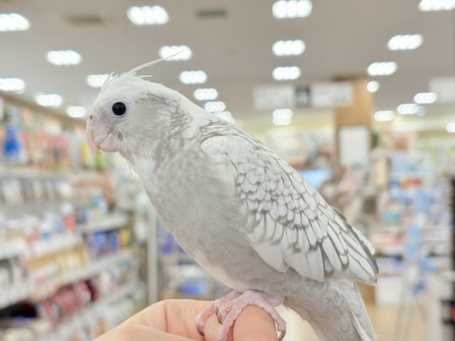 【最新画像更新🪄ひとり餌になりました☆】ぱやぱや♡ハゲタカみたい🐣🫧オカメインコ(WFパールパイド) ヒナ オカメインコ