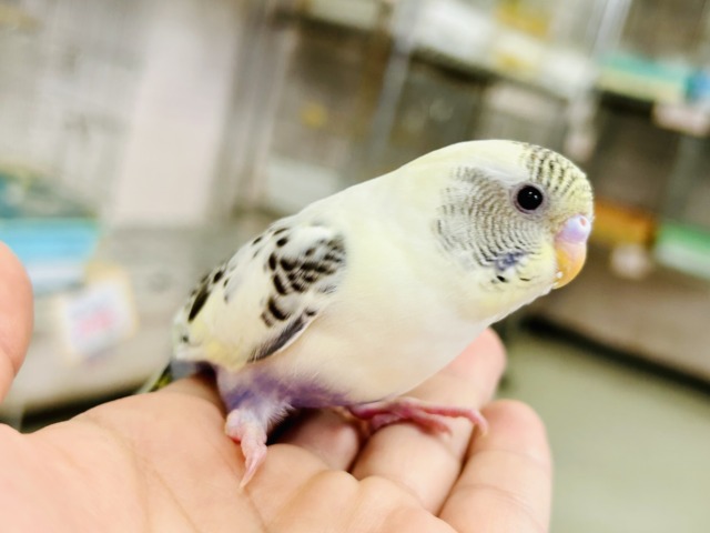 【最新画像更新☆☆】ピョコピョコ❕伝説のかくれんぼMASTER🏘️🫣セキセイインコ(4色ハルクインバイオレット/2026年2月中~下旬生まれ) セキセイインコ