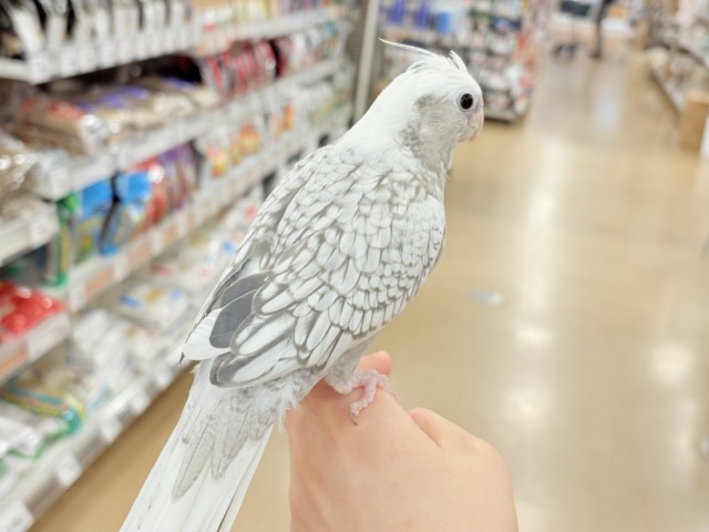 【最新画像更新🪄ひとり餌になりました☆】ぱやぱや♡ハゲタカみたい🐣🫧オカメインコ(WFパールパイド) ヒナ オカメインコ