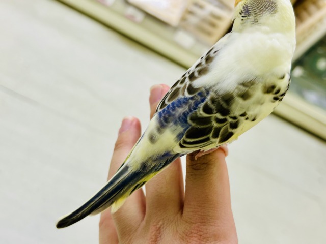 【最新画像更新☆☆】ピョコピョコ❕伝説のかくれんぼMASTER🏘️🫣セキセイインコ(4色ハルクインバイオレット/2026年2月中~下旬生まれ) セキセイインコ
