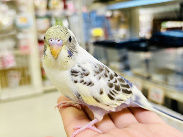 【最新画像更新☆☆】ピョコピョコ❕伝説のかくれんぼMASTER🏘️🫣セキセイインコ(4色ハルクインバイオレット/2026年2月中~下旬生まれ) セキセイインコ