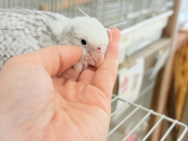 【最新画像更新🪄ひとり餌になりました☆】ぱやぱや♡ハゲタカみたい🐣🫧オカメインコ(WFパールパイド) ヒナ オカメインコ