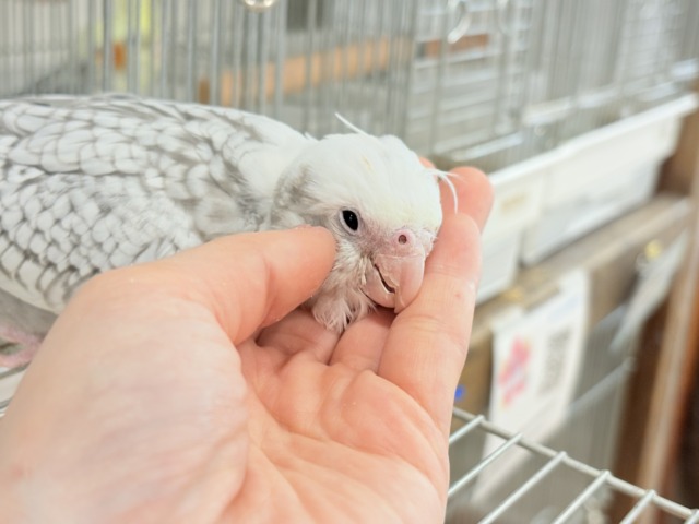 【最新画像更新🪄ひとり餌になりました☆】ぱやぱや♡ハゲタカみたい🐣🫧オカメインコ(WFパールパイド) ヒナ オカメインコ