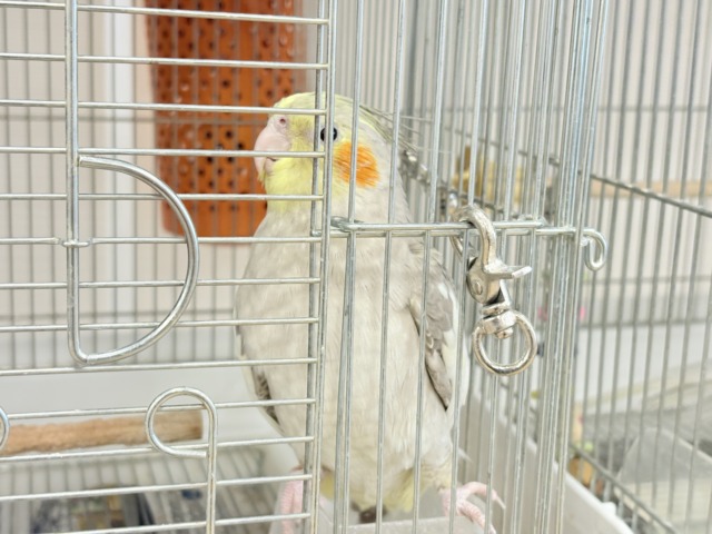 オカメインコ