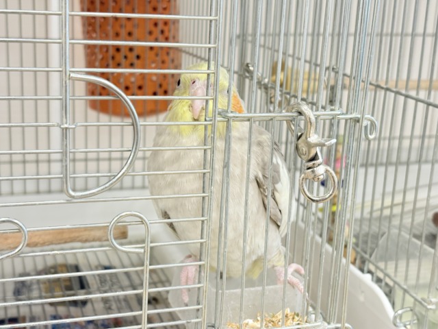 オカメインコ
