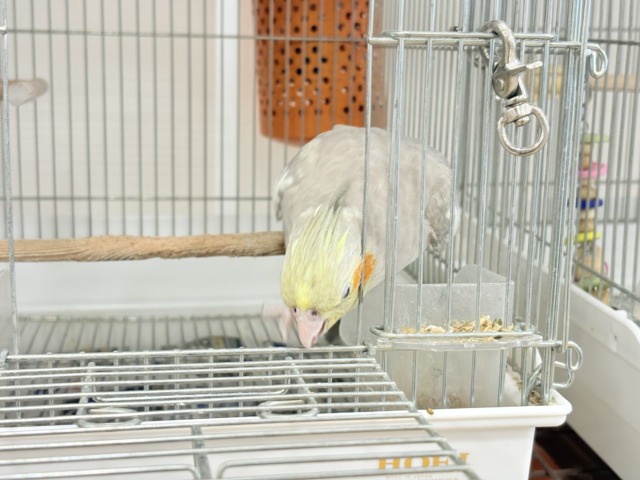 オカメインコ