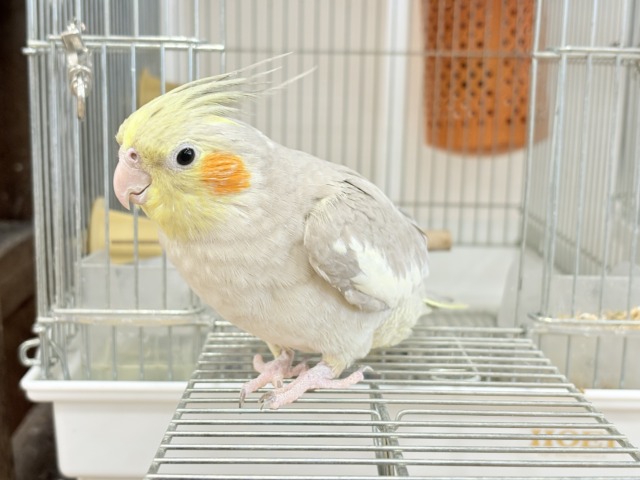 オカメインコ