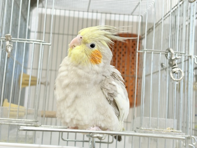 オカメインコ