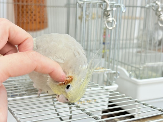 オカメインコ