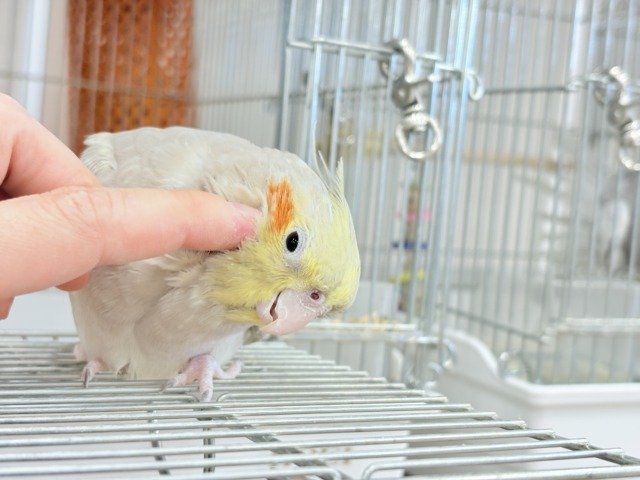 オカメインコ