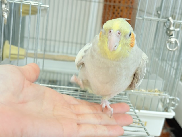 オカメインコ