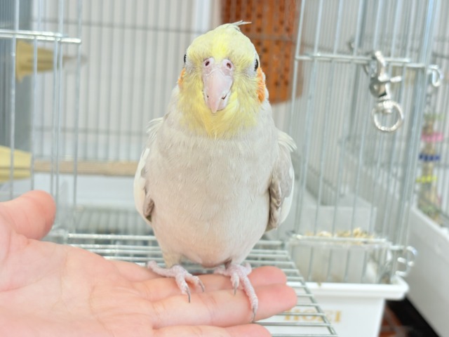 オカメインコ