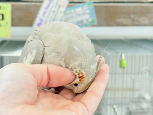 オカメインコ