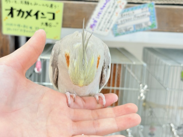 オカメインコ