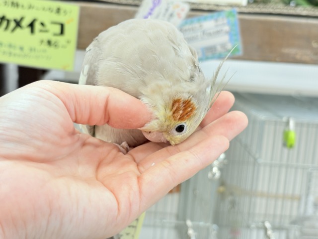オカメインコ