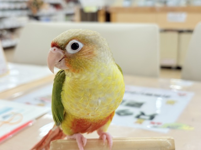 【最新画像更新🪄ひとり餌になりました☆】南国育ちのフレッシュ果実🐣🍍💖ウロコインコ(パイナップル) ヒナ ホオミドリウロコインコ