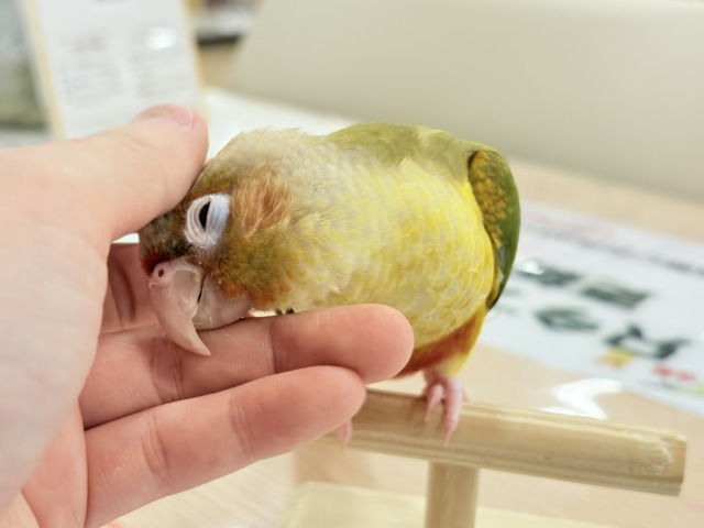 【最新画像更新🪄ひとり餌になりました☆】南国育ちのフレッシュ果実🐣🍍💖ウロコインコ(パイナップル) ヒナ ホオミドリウロコインコ