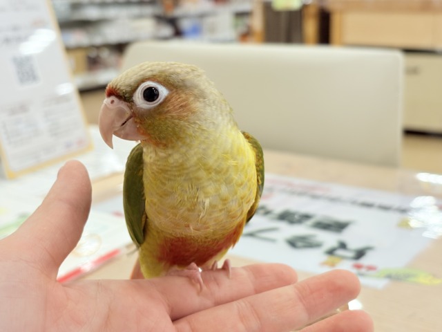 【最新画像更新🪄ひとり餌になりました☆】南国育ちのフレッシュ果実🐣🍍💖ウロコインコ(パイナップル) ヒナ ホオミドリウロコインコ