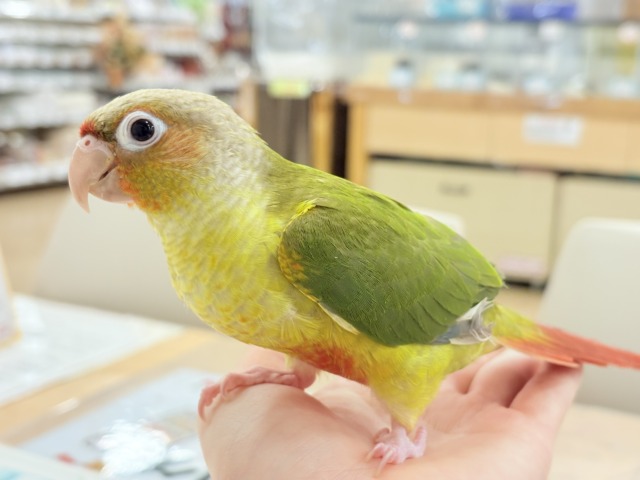 【最新画像更新🪄ひとり餌になりました☆】南国育ちのフレッシュ果実🐣🍍💖ウロコインコ(パイナップル) ヒナ ホオミドリウロコインコ