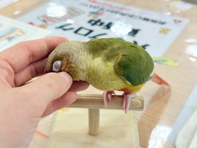 【最新画像更新🪄ひとり餌になりました☆】南国育ちのフレッシュ果実🐣🍍💖ウロコインコ(パイナップル) ヒナ ホオミドリウロコインコ