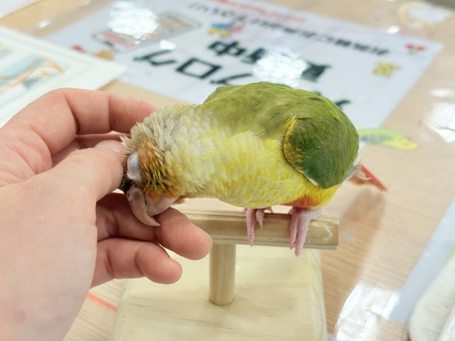 【最新画像更新🪄ひとり餌になりました☆】南国育ちのフレッシュ果実🐣🍍💖ウロコインコ(パイナップル) ヒナ ホオミドリウロコインコ
