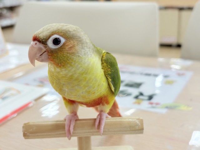 【最新画像更新🪄ひとり餌になりました☆】南国育ちのフレッシュ果実🐣🍍💖ウロコインコ(パイナップル) ヒナ ホオミドリウロコインコ