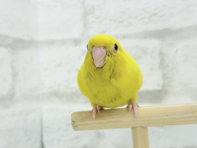 【最新画像更新🪄ひとり餌になりました☆】特徴的な歌声です~♩♩サザナミインコ(ルチノー) ヒナ サザナミインコ