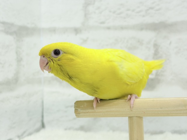 【最新画像更新🪄ひとり餌になりました☆】特徴的な歌声です~♩♩サザナミインコ(ルチノー) ヒナ サザナミインコ