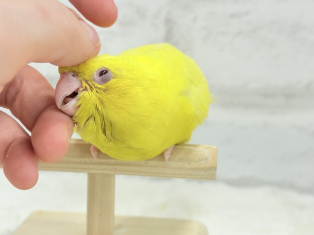【最新画像更新🪄ひとり餌になりました☆】特徴的な歌声です~♩♩サザナミインコ(ルチノー) ヒナ サザナミインコ