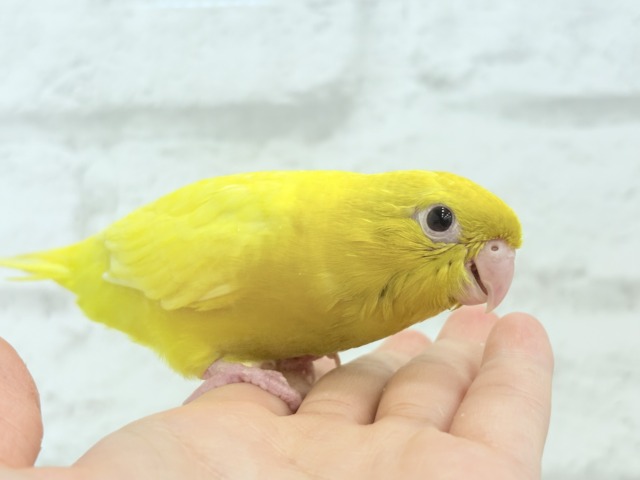 【最新画像更新🪄ひとり餌になりました☆】特徴的な歌声です~♩♩サザナミインコ(ルチノー) ヒナ サザナミインコ