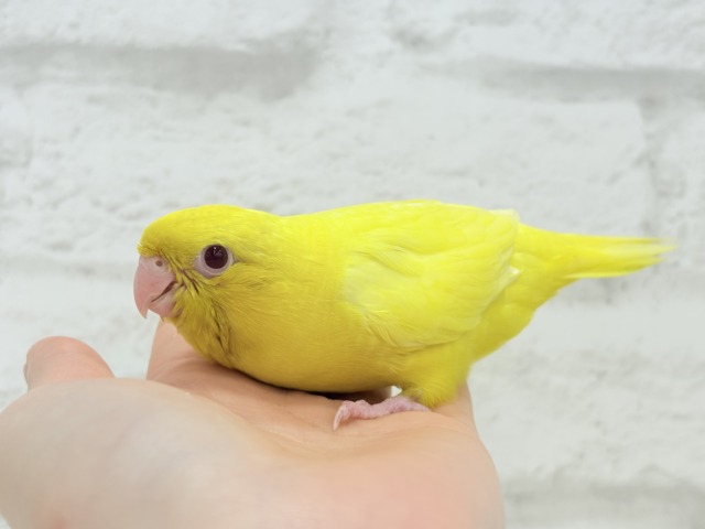 【最新画像更新🪄ひとり餌になりました☆】特徴的な歌声です~♩♩サザナミインコ(ルチノー) ヒナ サザナミインコ