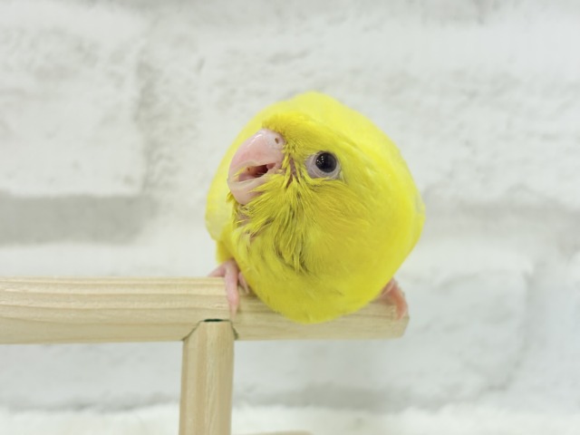 【最新画像更新🪄ひとり餌になりました☆】特徴的な歌声です~♩♩サザナミインコ(ルチノー) ヒナ サザナミインコ