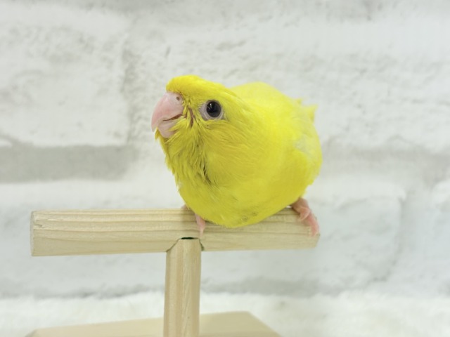 【最新画像更新🪄ひとり餌になりました☆】特徴的な歌声です~♩♩サザナミインコ(ルチノー) ヒナ サザナミインコ