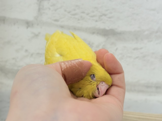 【最新画像更新🪄ひとり餌になりました☆】特徴的な歌声です~♩♩サザナミインコ(ルチノー) ヒナ サザナミインコ