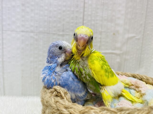 最新画像有ります❗️🌙まるで月と太陽☀️わちゃわちゃ賑やか✨セキセイインコ‼️ セキセイインコ