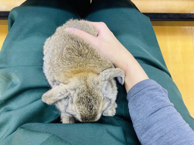 最新画像有ります❗️お顔がキュート💓もちっと体型が可愛すぎるロップちゃん🐰⸝꙳ ロップイヤーラビット