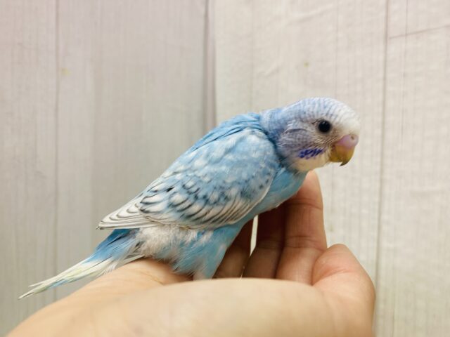 カラフル〜なヒナちゃんズ💛🩵セキセイインコのルチノー・スパングル💫 セキセイインコ