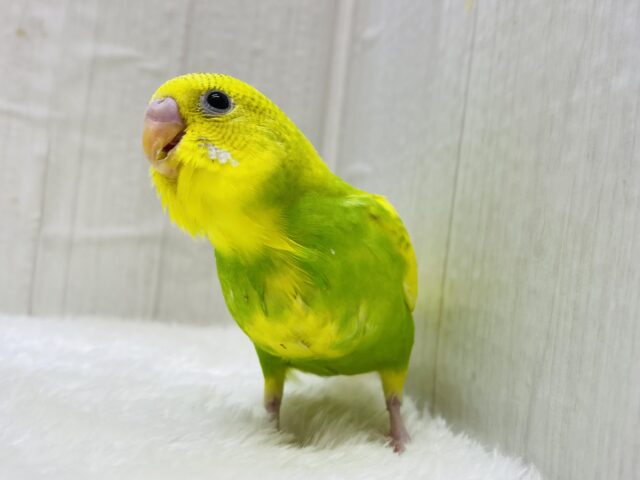 最新画像有ります❗️🌙まるで月と太陽☀️わちゃわちゃ賑やか✨セキセイインコ‼️ セキセイインコ