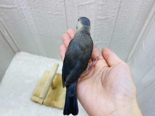 桜文鳥