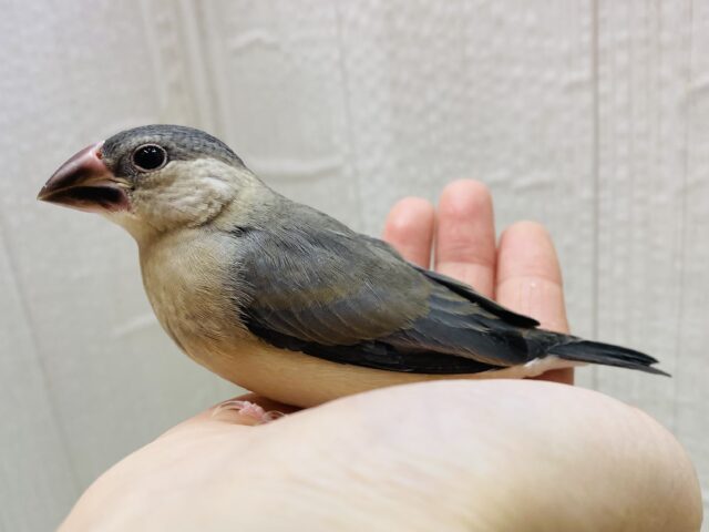 桜文鳥