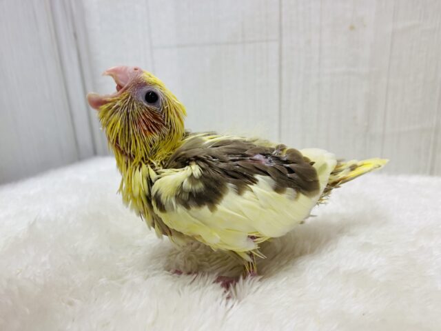 オカメインコ