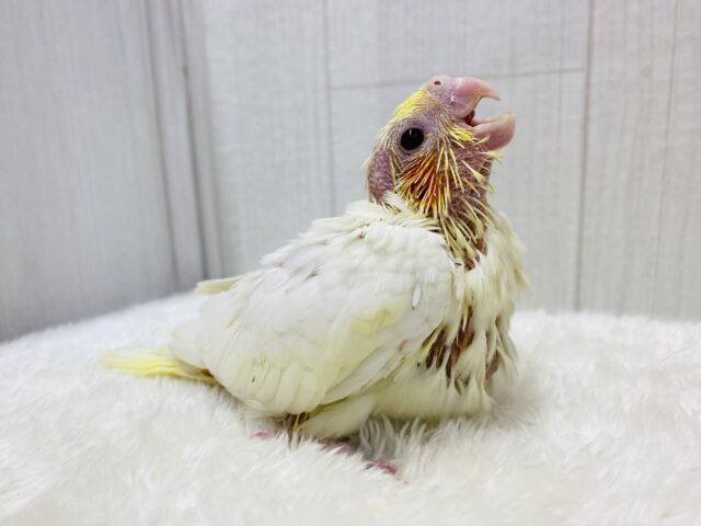 オカメインコ
