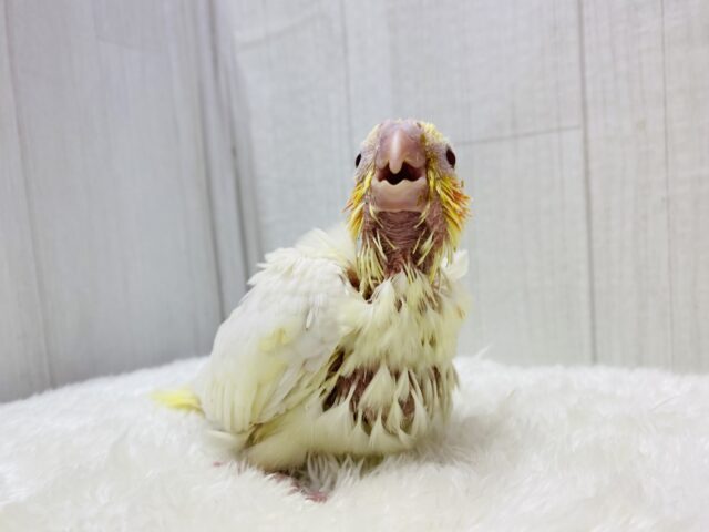 オカメインコ