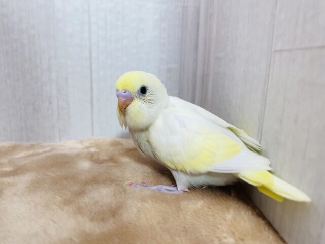 なめらかプリンちゃん🍮💕アピール上手でメロメロ注意❗️セキセイインコ(クリーム) セキセイインコ
