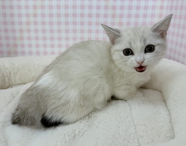 マンチカン