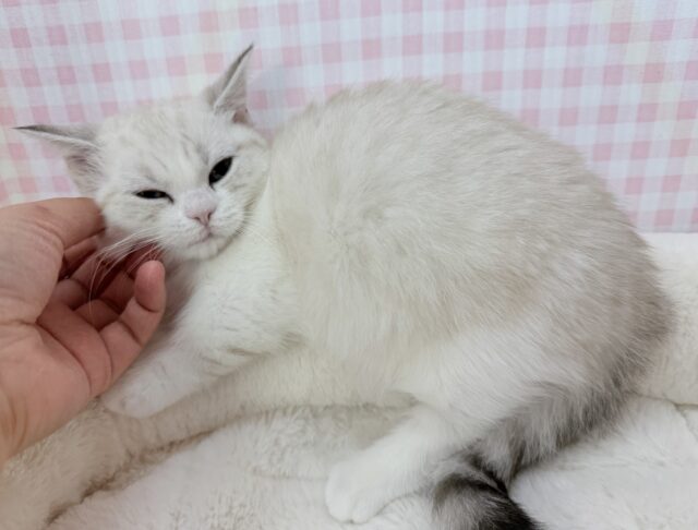 マンチカン