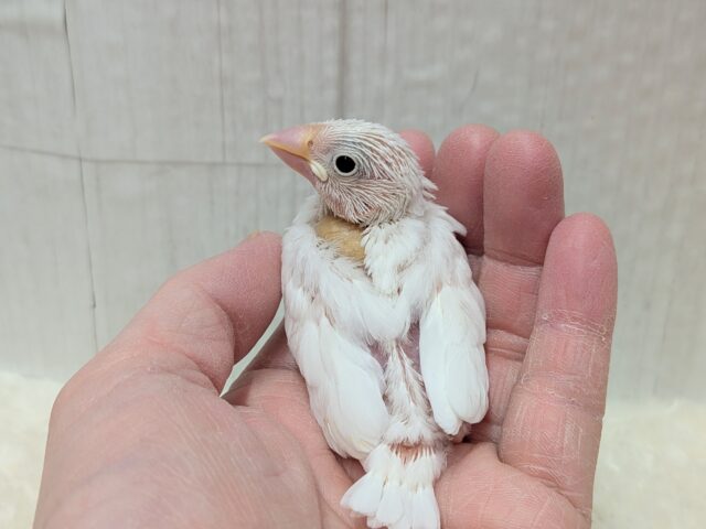 真っ白🤍白文鳥ヒナさん来ましたよ〜 白文鳥