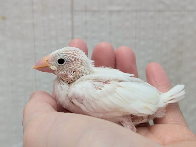 真っ白🤍白文鳥ヒナさん来ましたよ〜 白文鳥
