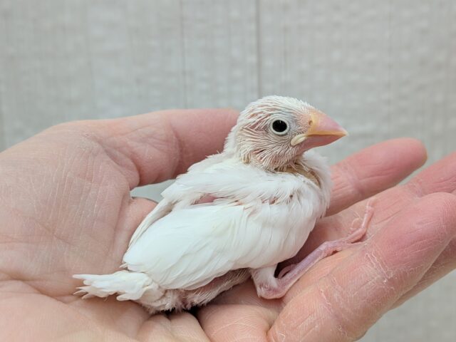 真っ白🤍白文鳥ヒナさん来ましたよ〜 白文鳥