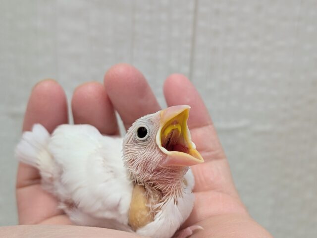 真っ白🤍白文鳥ヒナさん来ましたよ〜 白文鳥
